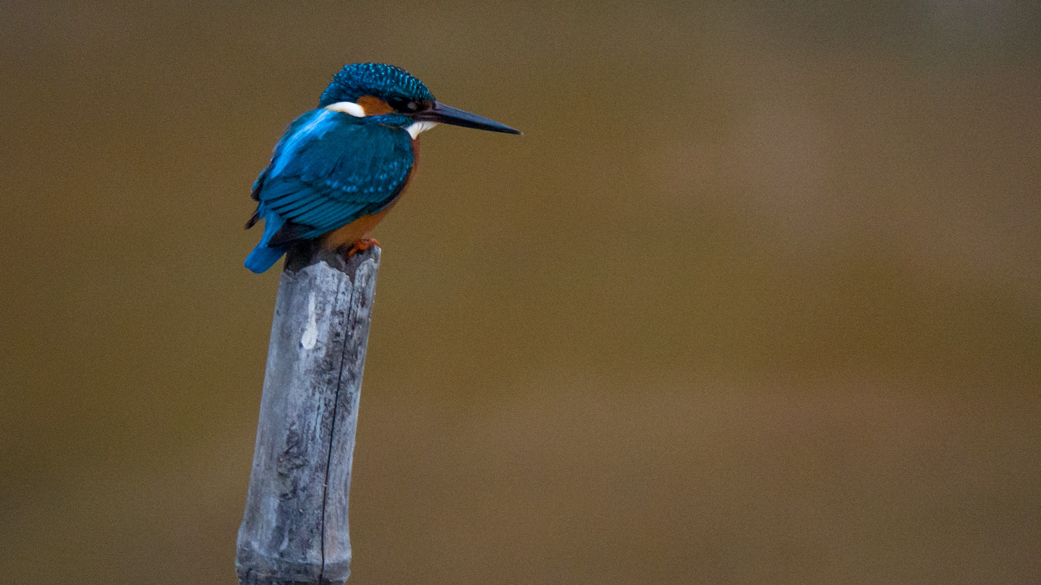 Common Kingfisher, Sundarbans