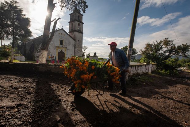 Cempasuchil Flower Harvest In Veracruz